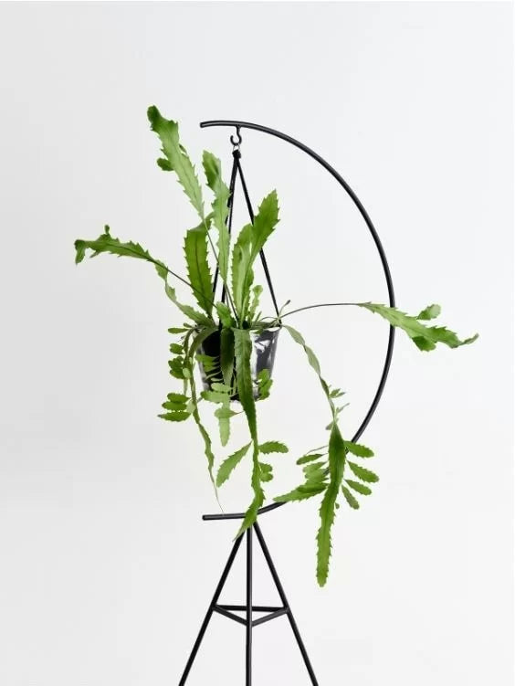 Anasay Flowerpot stand “Moon”