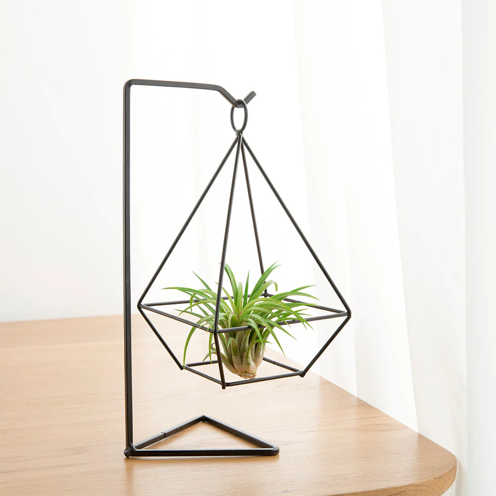 Anasay Air Plant Holder (2 styles)