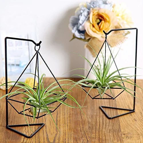 Anasay Air Plant Holder (2 styles)